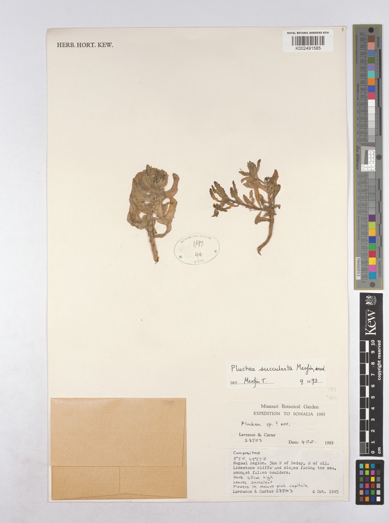 Pluchea succulenta photo 2