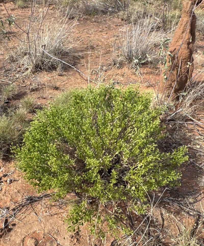 Pluchea tetranthera