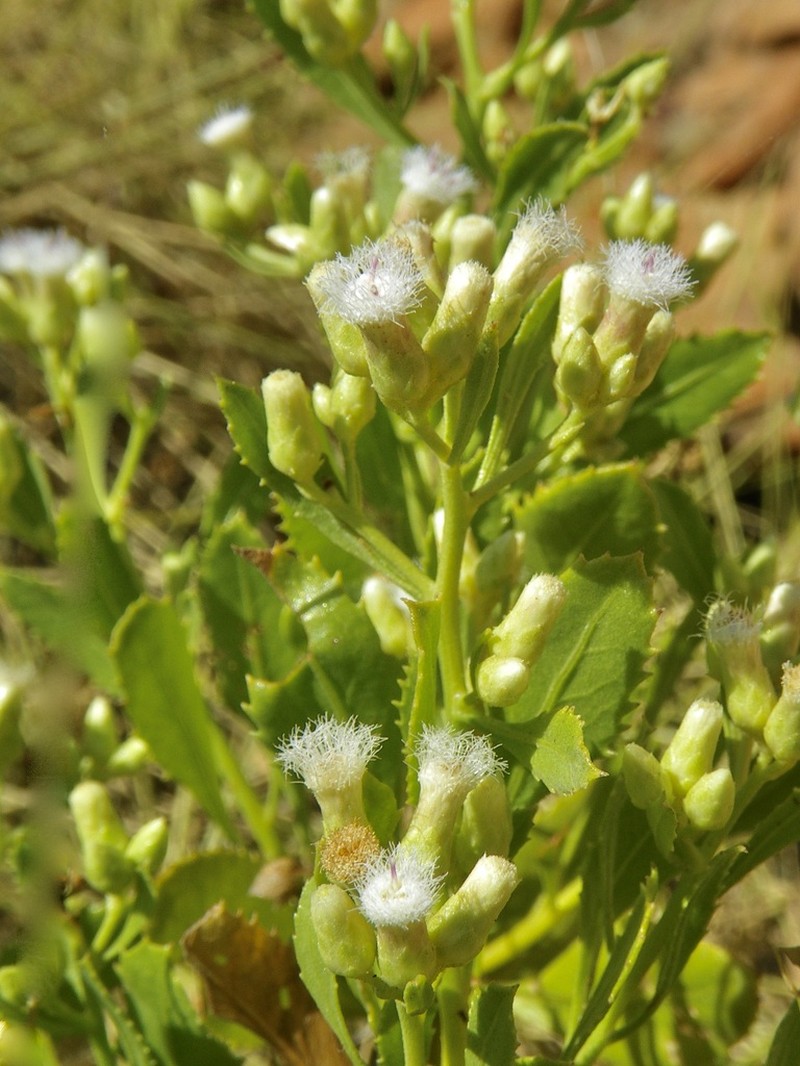 Pluchea tetranthera photo 2