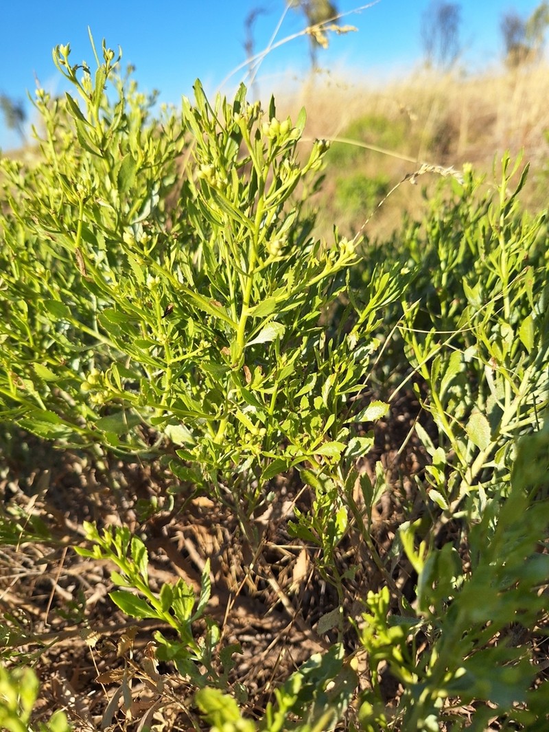Pluchea tetranthera photo 3