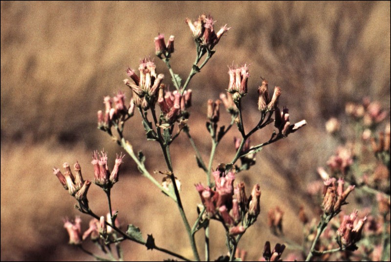 Pluchea tetranthera photo 5