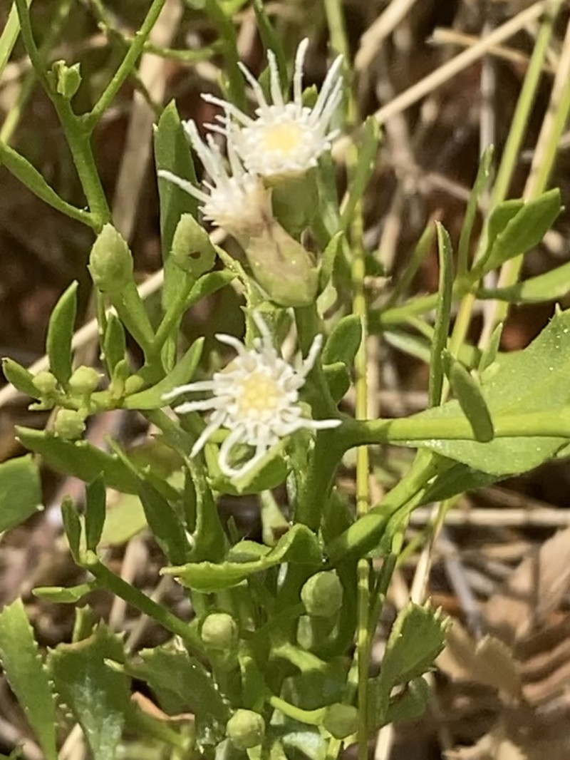 Pluchea tetranthera photo 6