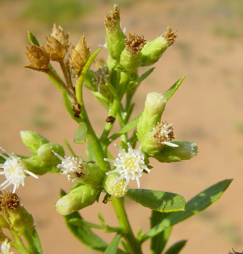 Pluchea tetranthera photo 7