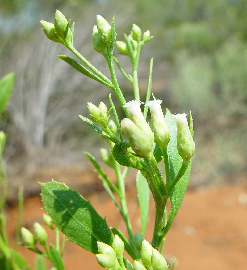 Pluchea tetranthera photo 8