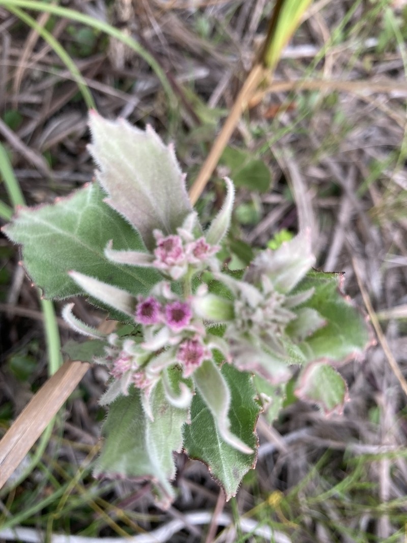 Yucatan Camphorweed