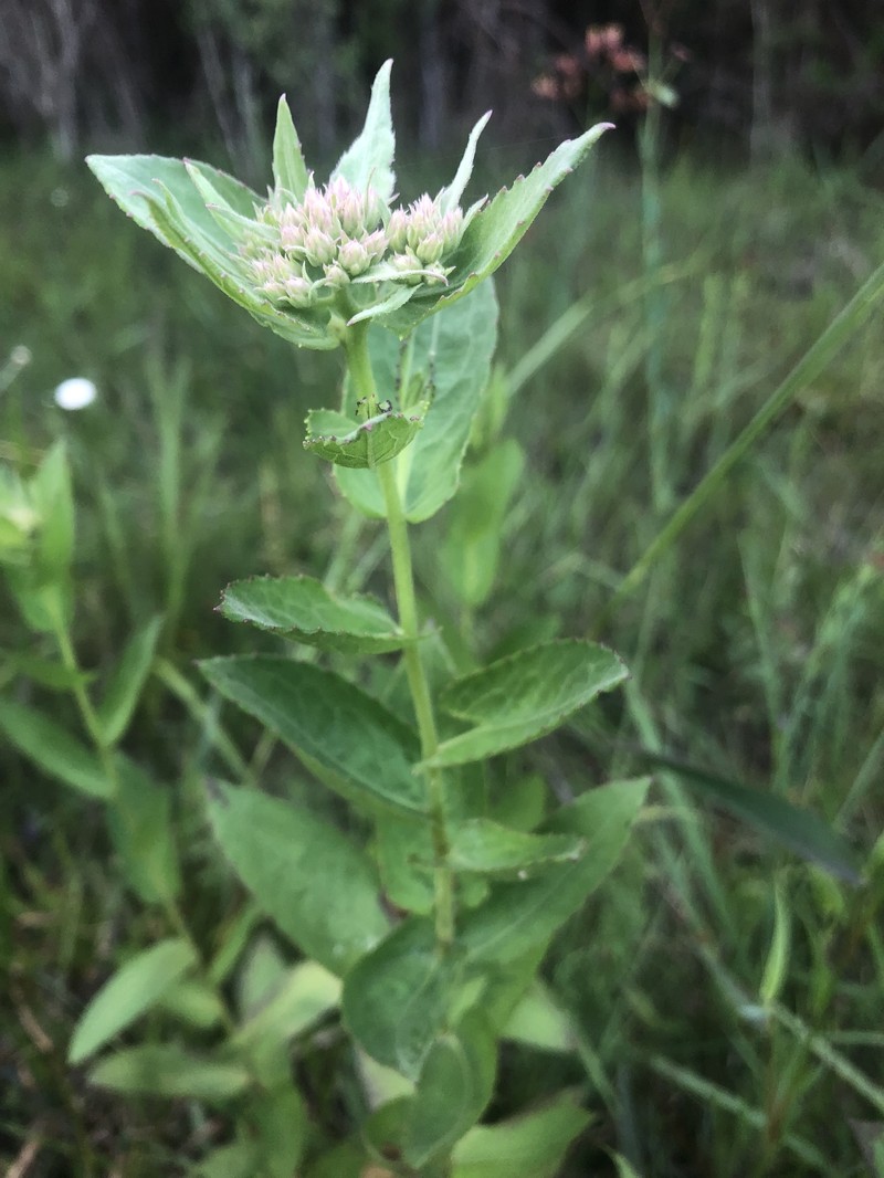 Yucatan Camphorweed photo 3