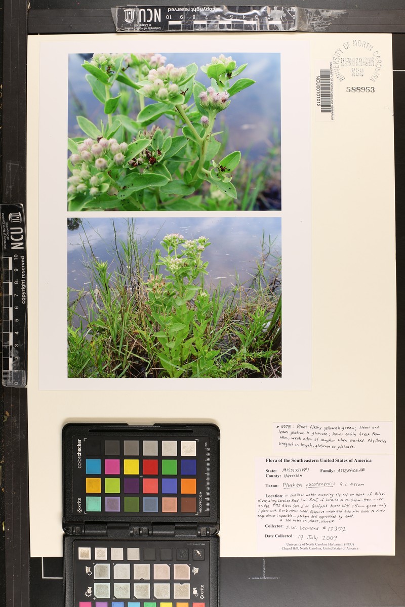 Yucatan Camphorweed photo 4