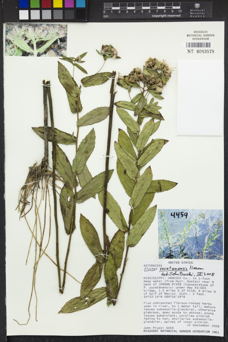 Yucatan Camphorweed photo 5