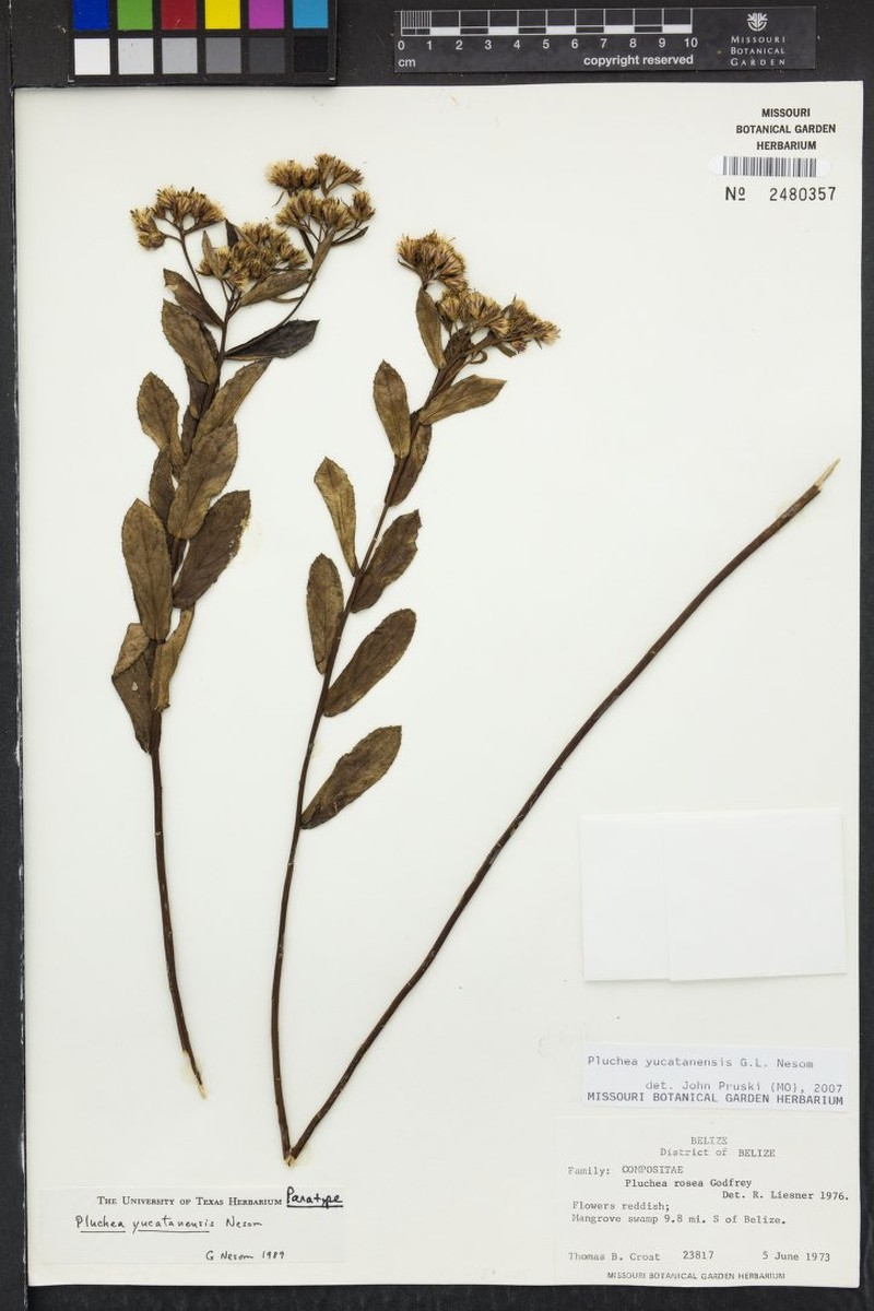 Yucatan Camphorweed photo 6