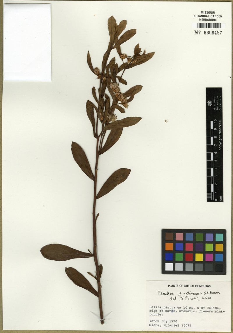 Yucatan Camphorweed photo 7