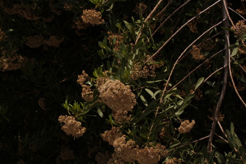 Pluchea zamalloae