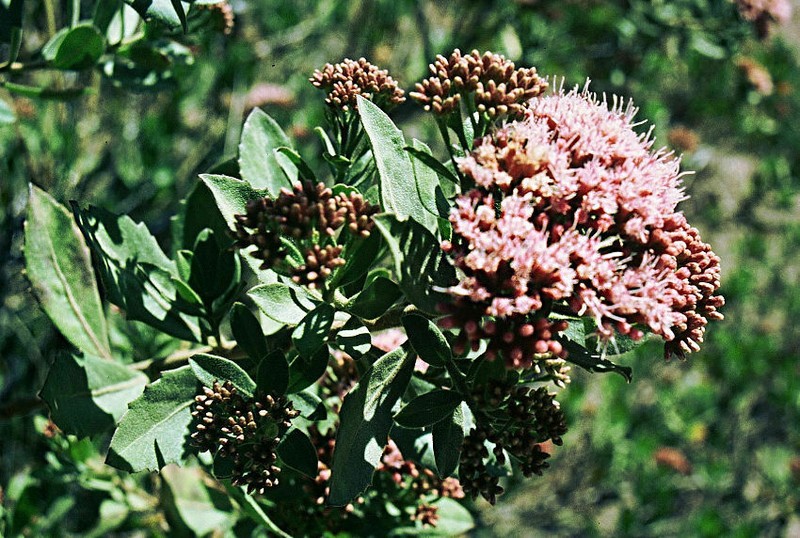 Pluchea zamalloae photo 5