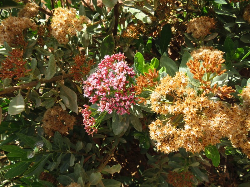 Pluchea zamalloae photo 8