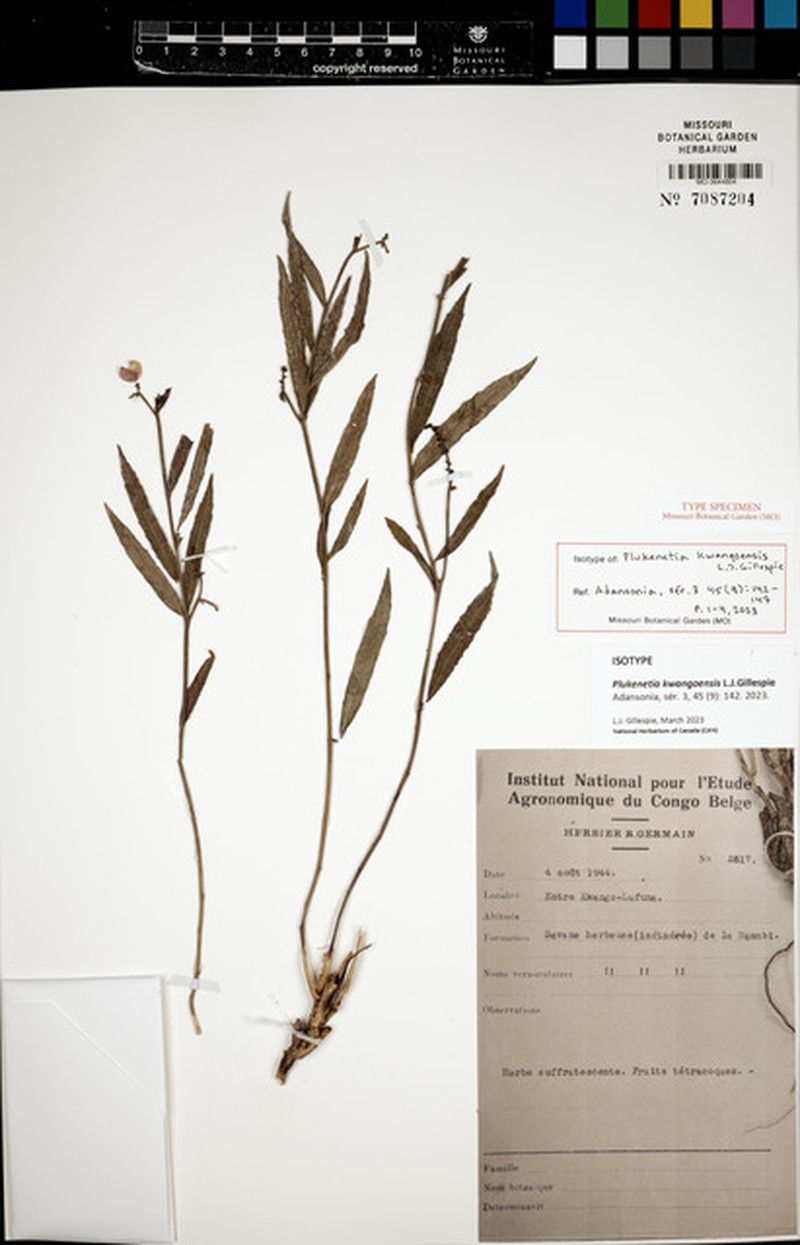 Plukenetia kwangoensis