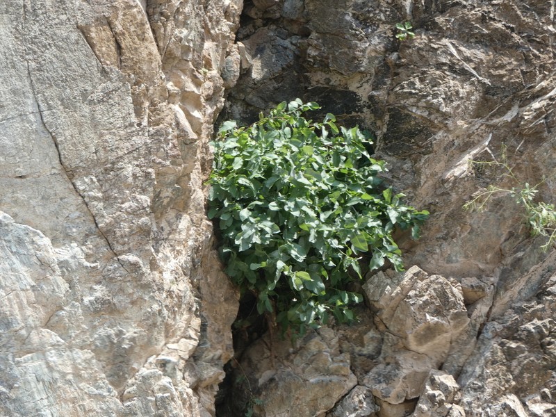 Plumbago arabica photo 3
