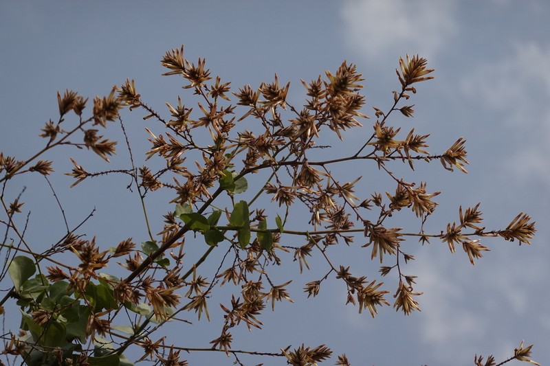 Plumbago arabica photo 6