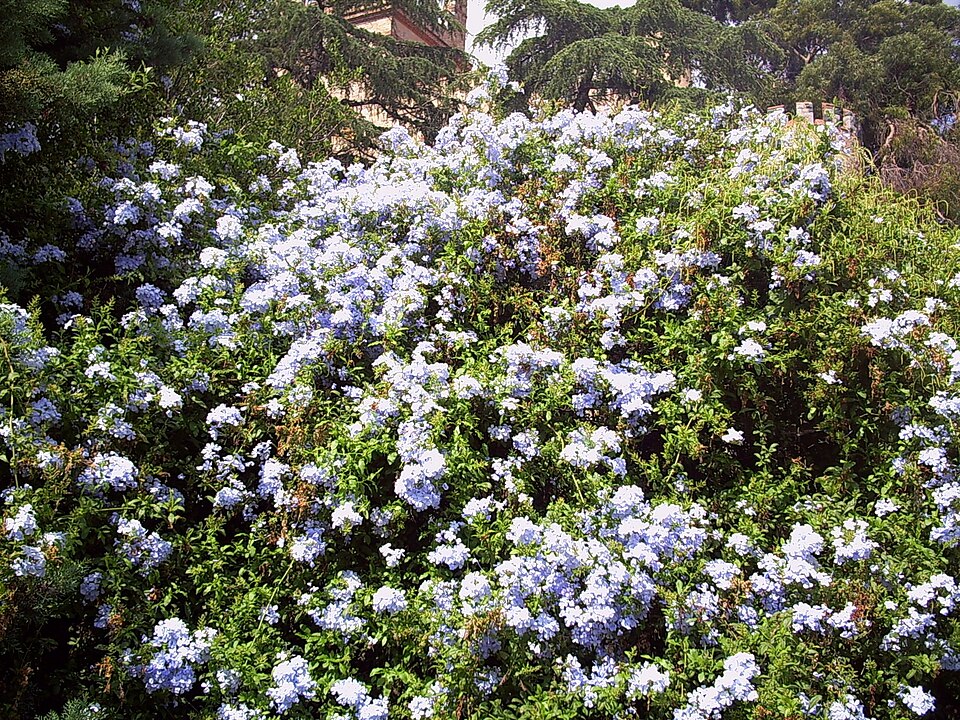 Cape Leadwort photo 3