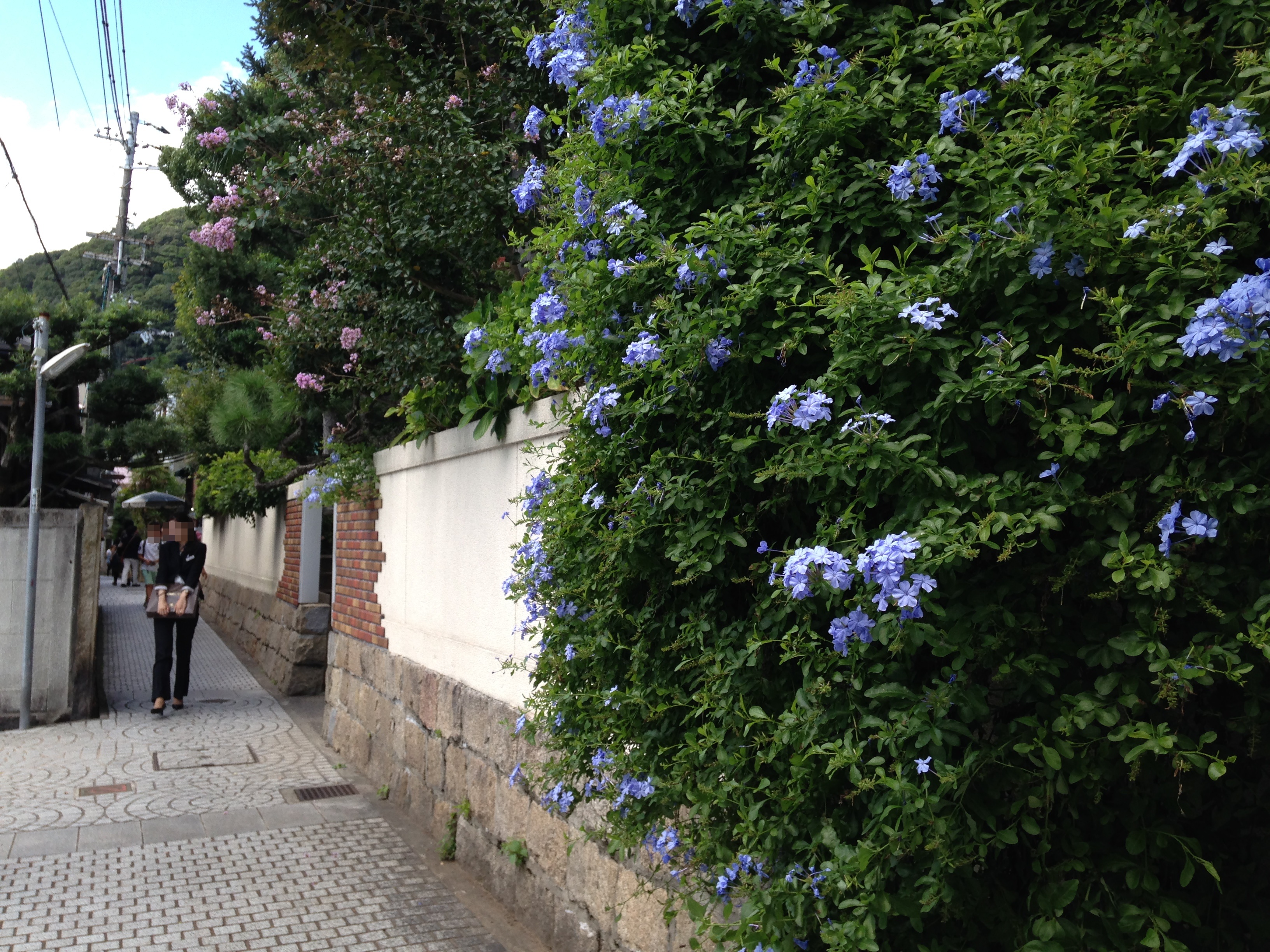 Cape Leadwort photo 4