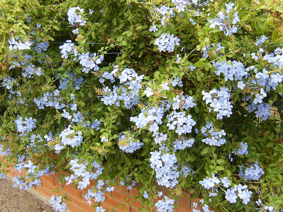Cape Leadwort photo 5