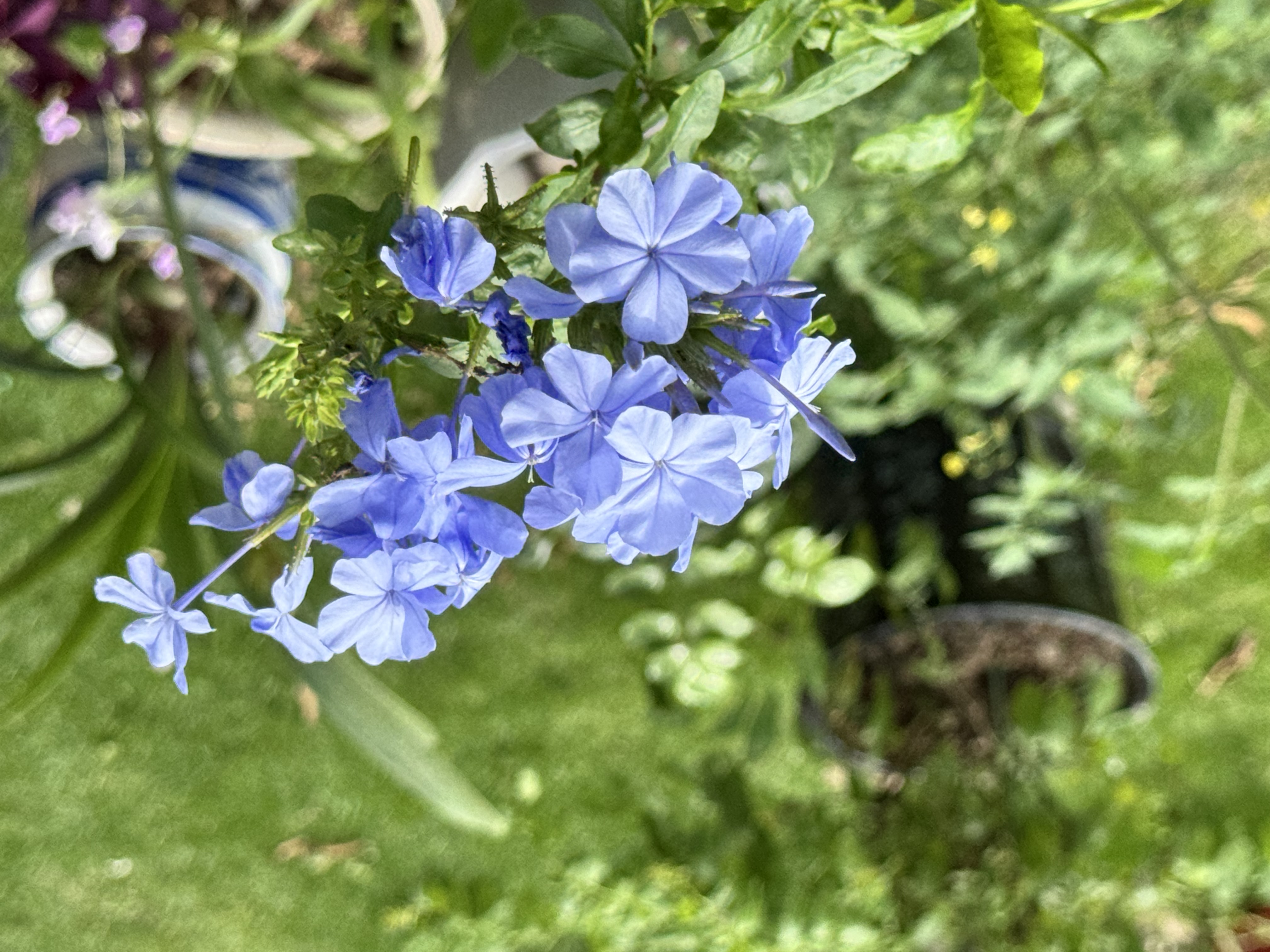 Cape Leadwort photo 6