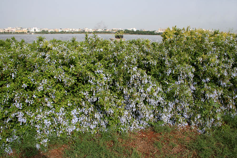 Cape Leadwort photo 7