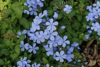 Cape Leadwort
