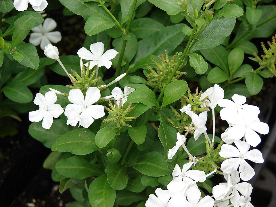 Cape Leadwort photo 8