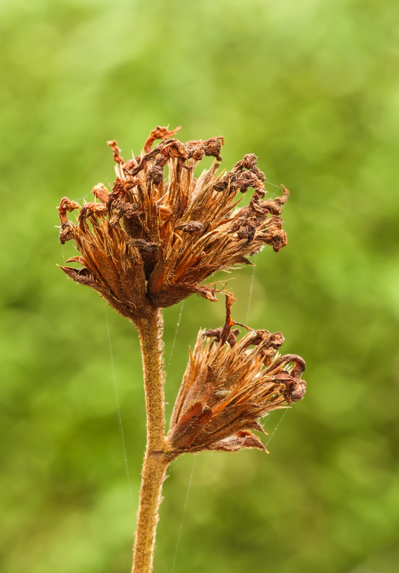 Cape Leadwort photo 2