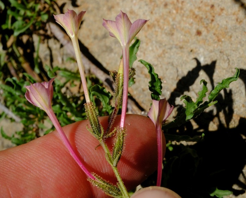 Plumbago hunsbergensis photo 2