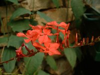 Whorled Plantain