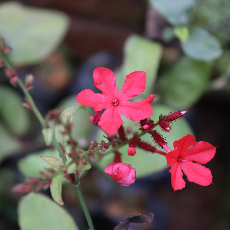 Whorled Plantain photo 6