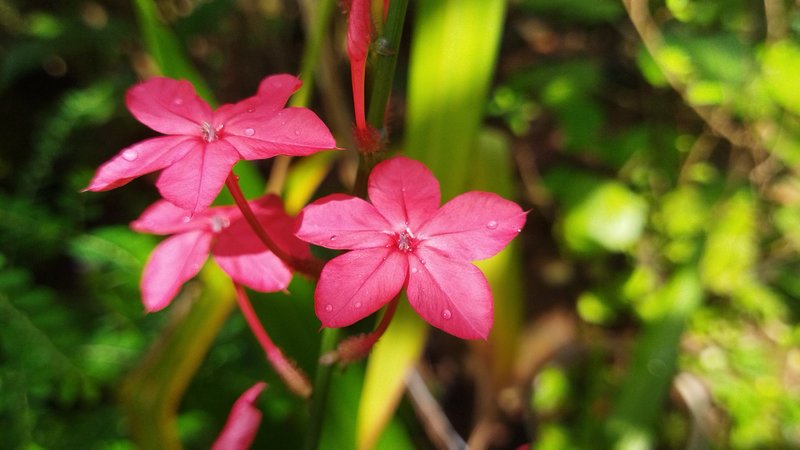 Whorled Plantain photo 7