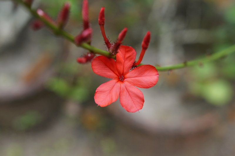 Whorled Plantain photo 8