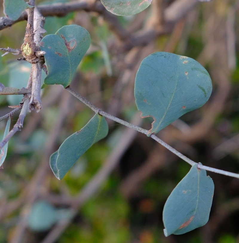 Plumbago pendula