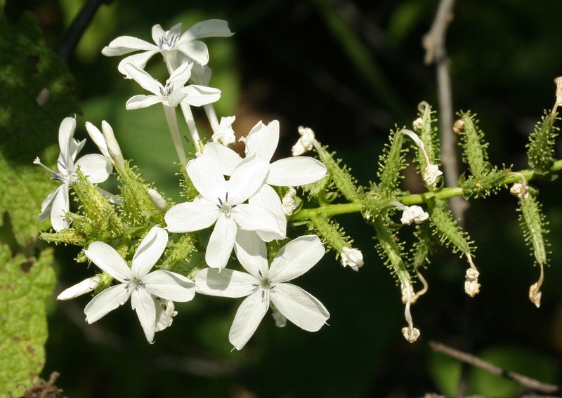 Doctorbush photo 3