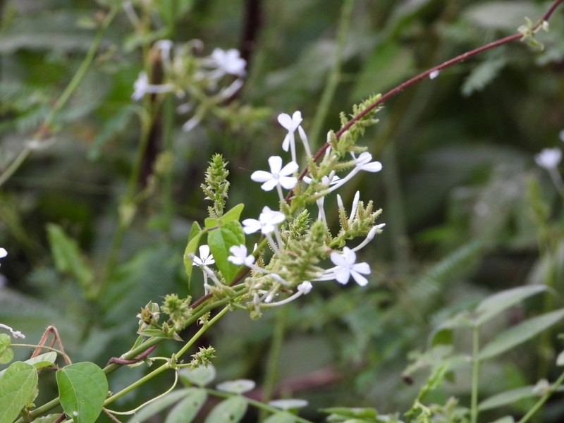 Doctorbush photo 5