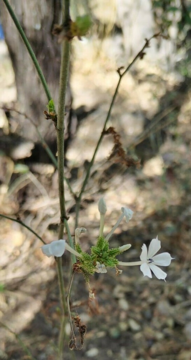 Wild Leadwort photo 3