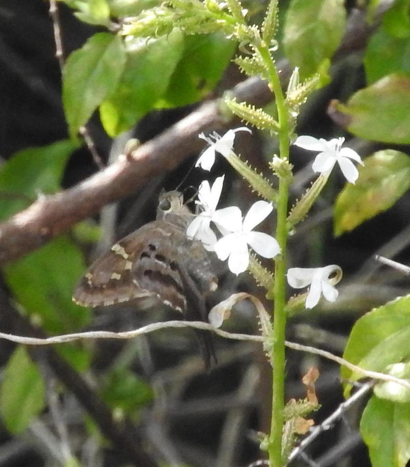 Wild Leadwort photo 6