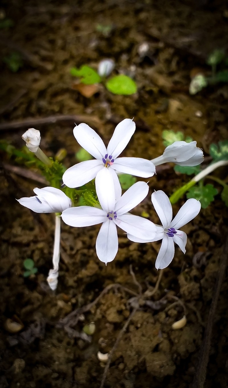 Wild Leadwort photo 7