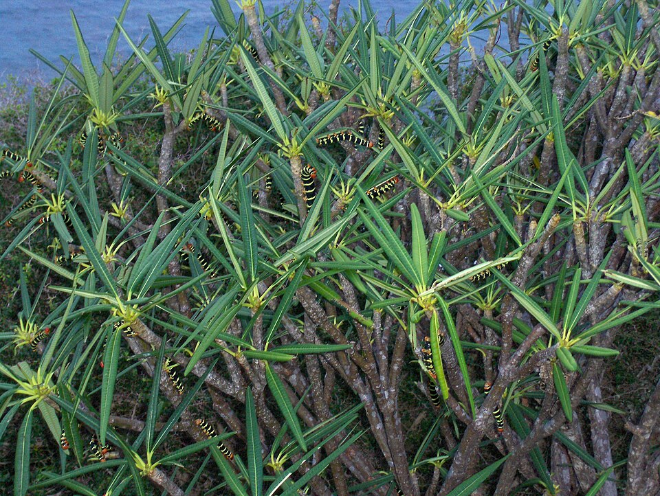 Nosegaytree photo 5