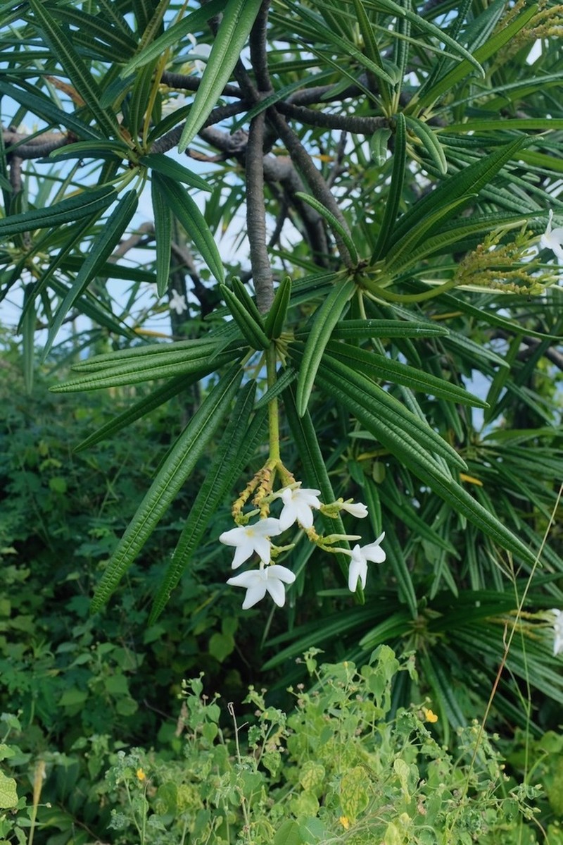 Nosegaytree photo 5