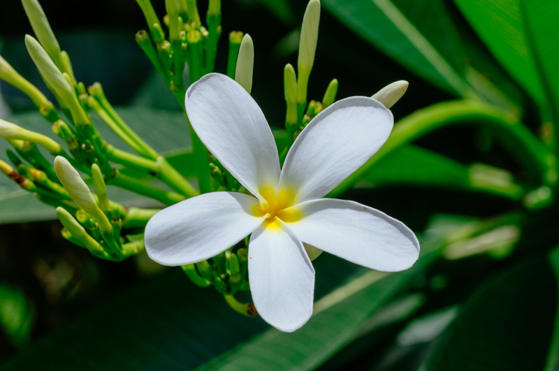 Singapore Graveyard Flower photo 4