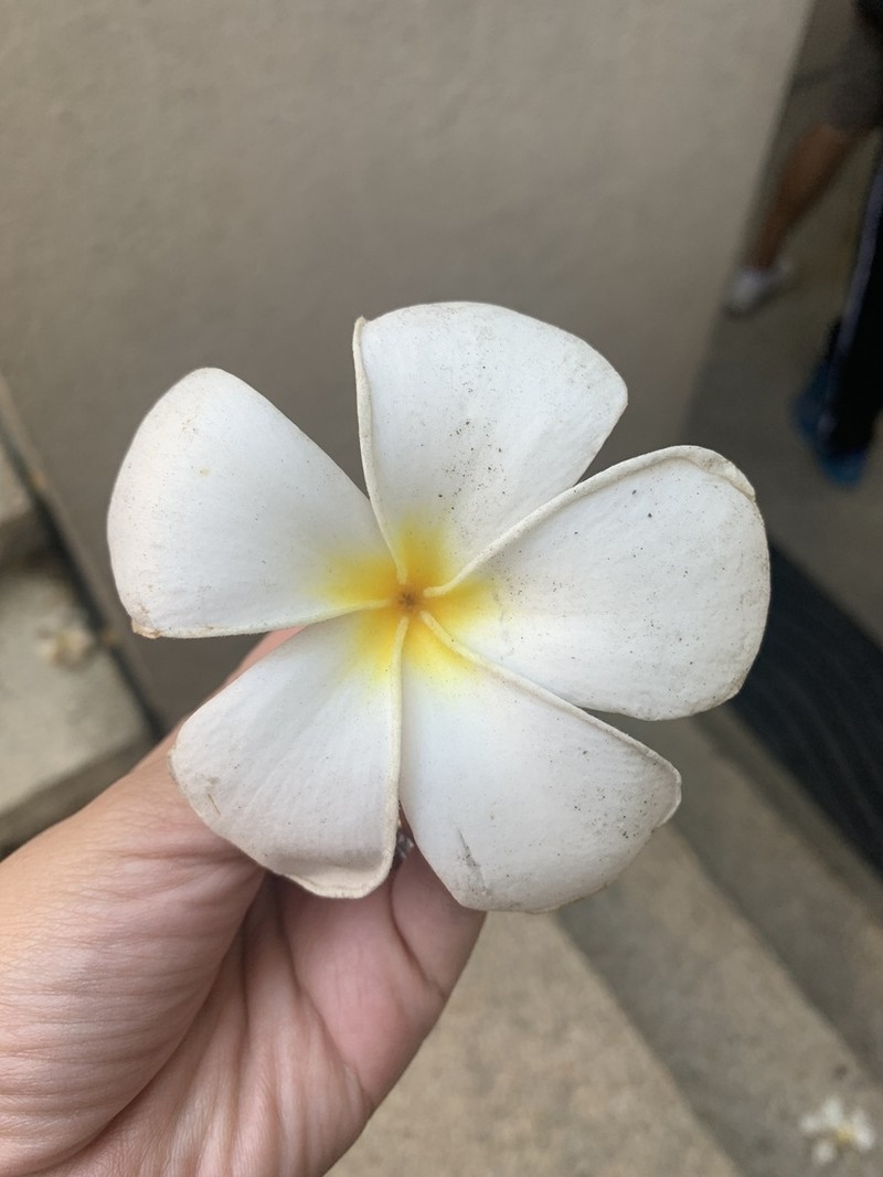 Singapore Graveyard Flower photo 2