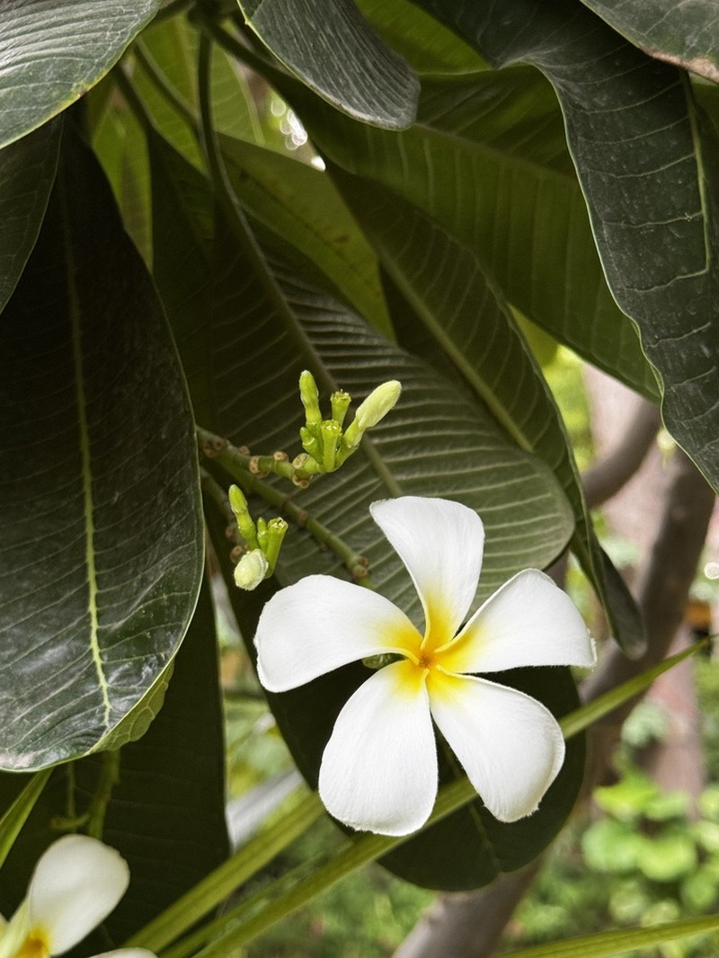 Singapore Graveyard Flower photo 4