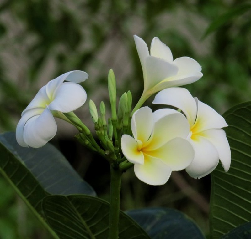 Singapore Graveyard Flower photo 7