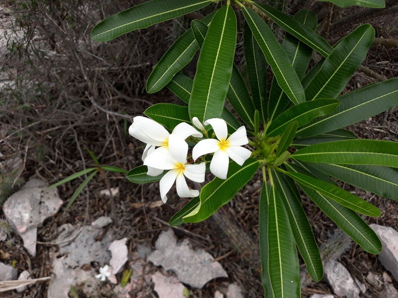 Singapore Graveyard Flower photo 8