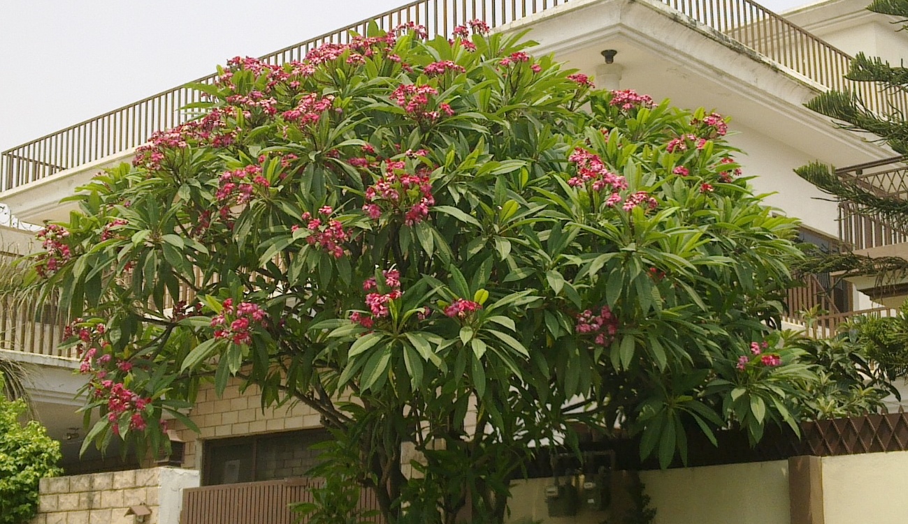 Templetree