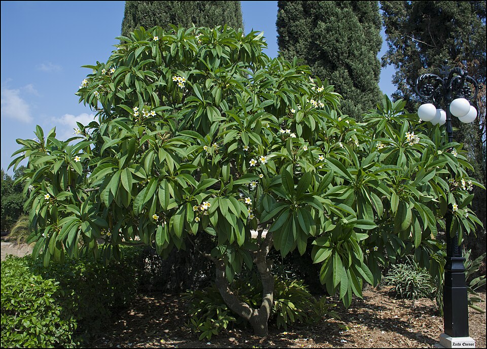 Templetree photo 4