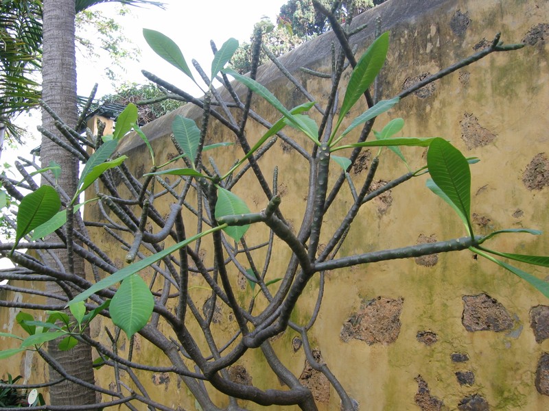 Templetree photo 6