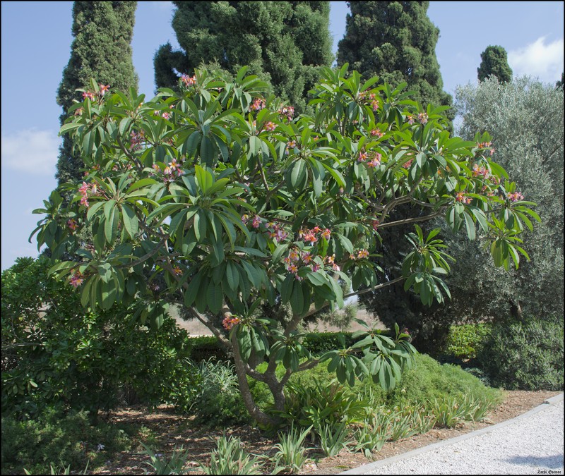 Templetree photo 7